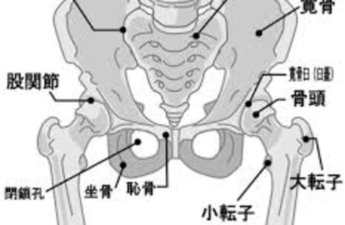 骨